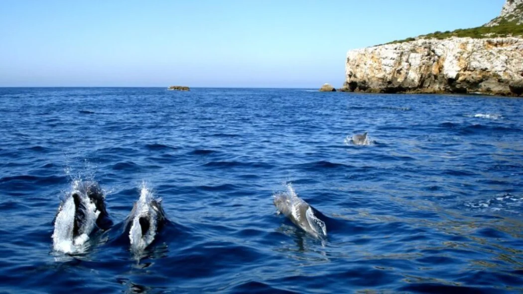 Dolphins in the Arrabida Natural Park