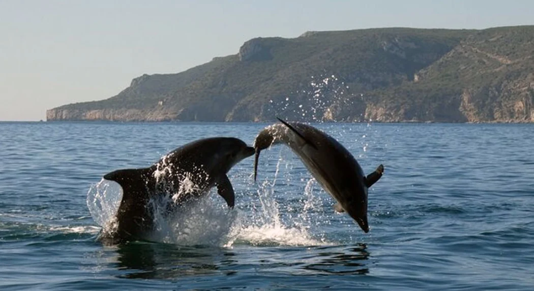 Two dolphins playing with each other