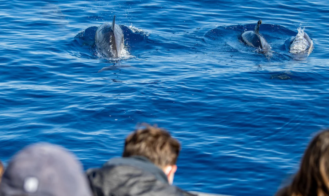 Tourists enjoying the boat tour and watching the dolphins play