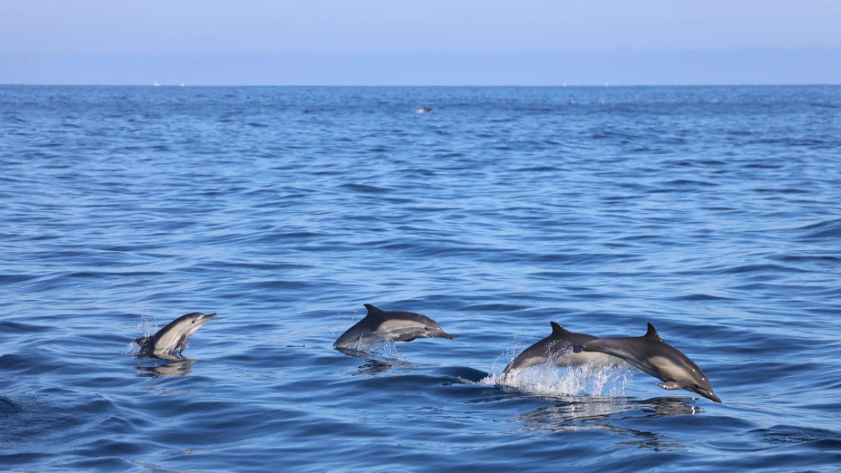 Dolphin watching tour in Lisbon