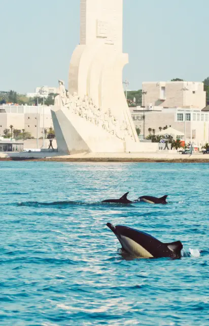 Lisbon Dolphin watching tour