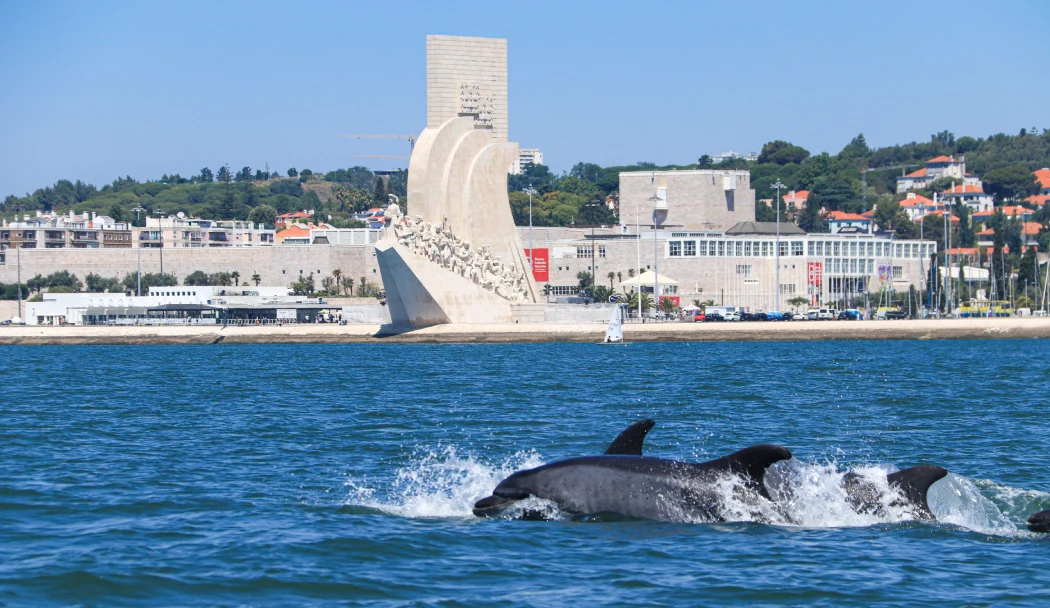 Dolphins seen from the Tagus River Cruise